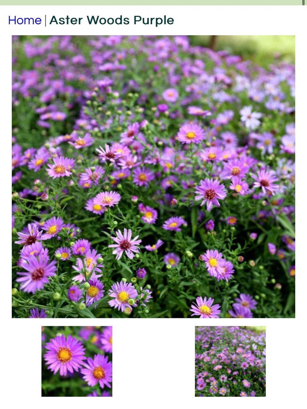 Purple Aster Perennial. 4 Plants $15